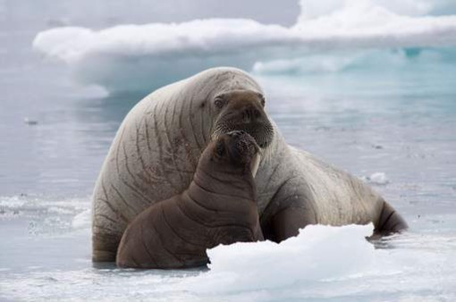 Happy Mothers’ Day, to Walruses and Non-Walruses Alike – World Wide